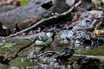 シジュウカラ 大洞の水場 2023年7月15日(土)