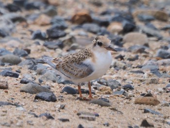 Little Tern 兵庫県 Tue, 7/18/2023