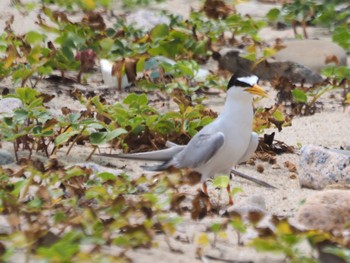 Little Tern 兵庫県 Tue, 7/18/2023