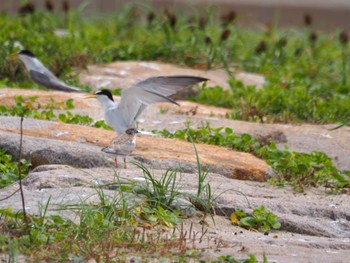 Little Tern 兵庫県 Tue, 7/18/2023