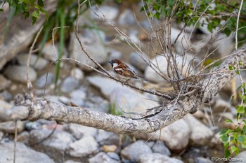 House Sparrow Briançon Thu, 7/13/2023