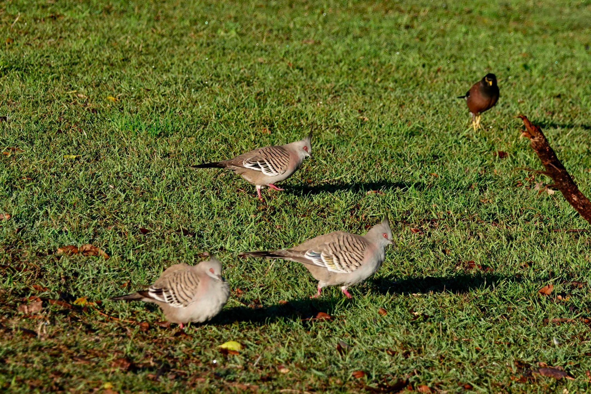 Crested Pigeon