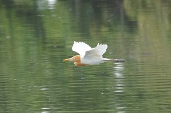 アマサギ 埼玉県 2023年6月6日(火)