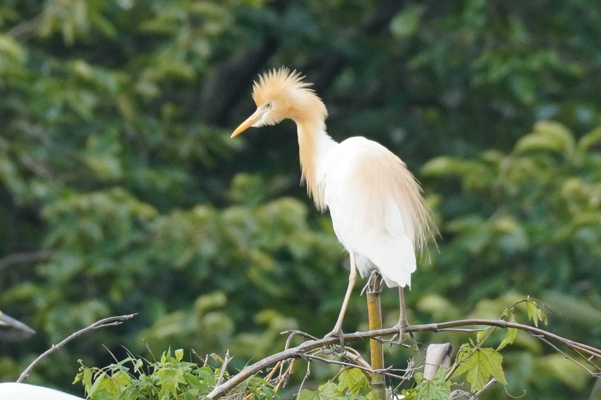 埼玉県 アマサギの写真 by どばと