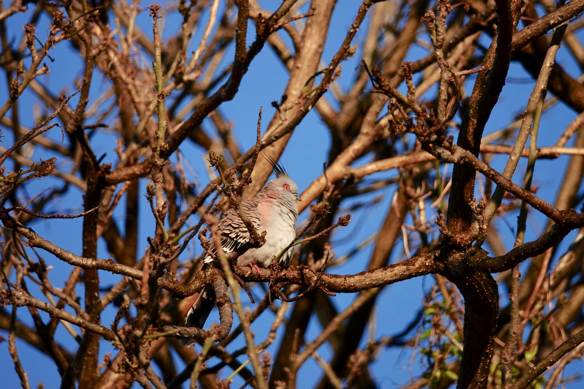 Crested Pigeon