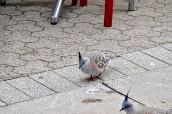 Crested Pigeon シドニー Mon, 7/2/2018