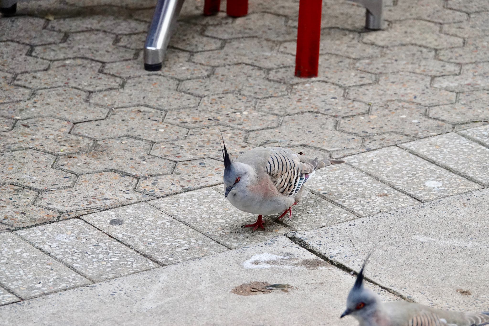 Photo of Crested Pigeon at シドニー by のどか