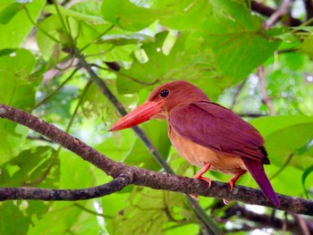 Ruddy Kingfisher(bangsi) Ishigaki Island Wed, 7/19/2023