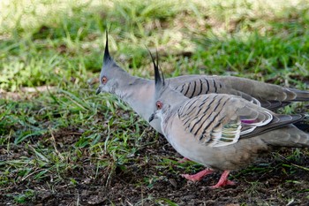 Crested Pigeon シドニー Thu, 6/28/2018