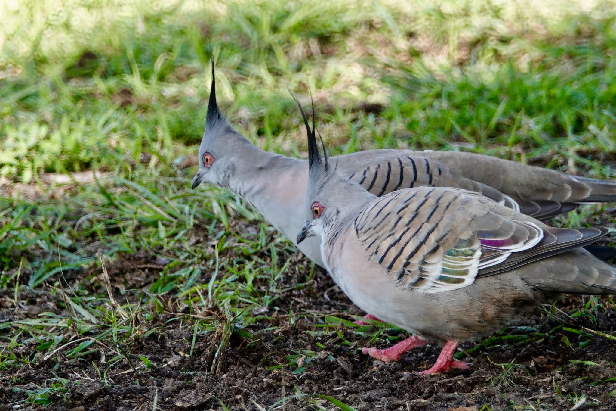 Crested Pigeon