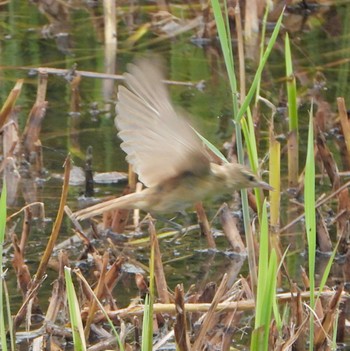 2023年7月14日(金) 葛西臨海公園の野鳥観察記録