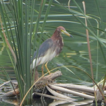 Chinese Pond Heron 21世紀の森と広場(千葉県松戸市) Fri, 7/14/2023