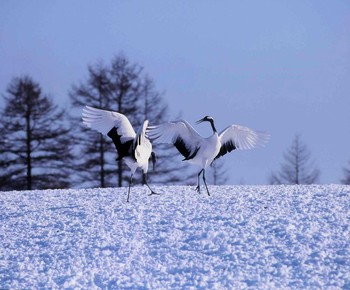 タンチョウ 北海道 撮影日未設定