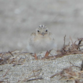 Fri, 7/14/2023 Birding report at 検見川浜コアジサシ保護区