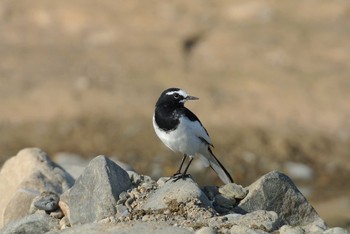 Japanese Wagtail 河原 Mon, 10/15/2012