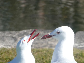 Silver Gull Royal Botanic Gardens Sydney Thu, 7/13/2023