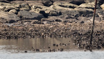 2023年7月19日(水) 葛西臨海公園の野鳥観察記録
