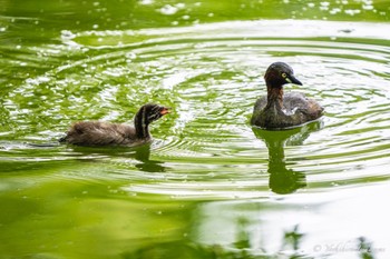 カイツブリ 薬師池公園 2023年7月15日(土)