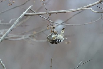 Japanese Pygmy Woodpecker 奥日光 Tue, 11/13/2012