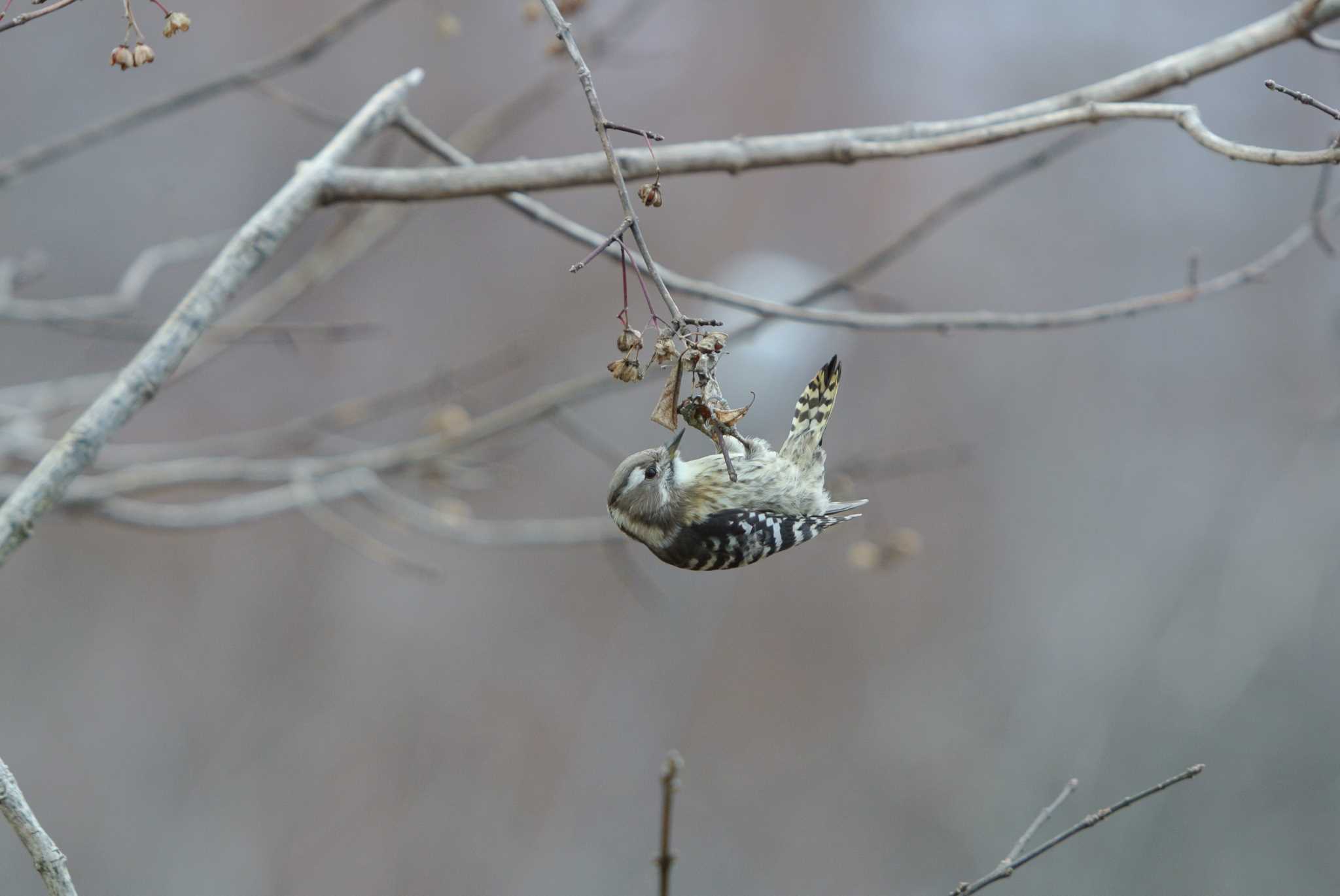 Photo of Japanese Pygmy Woodpecker at 奥日光 by とももも