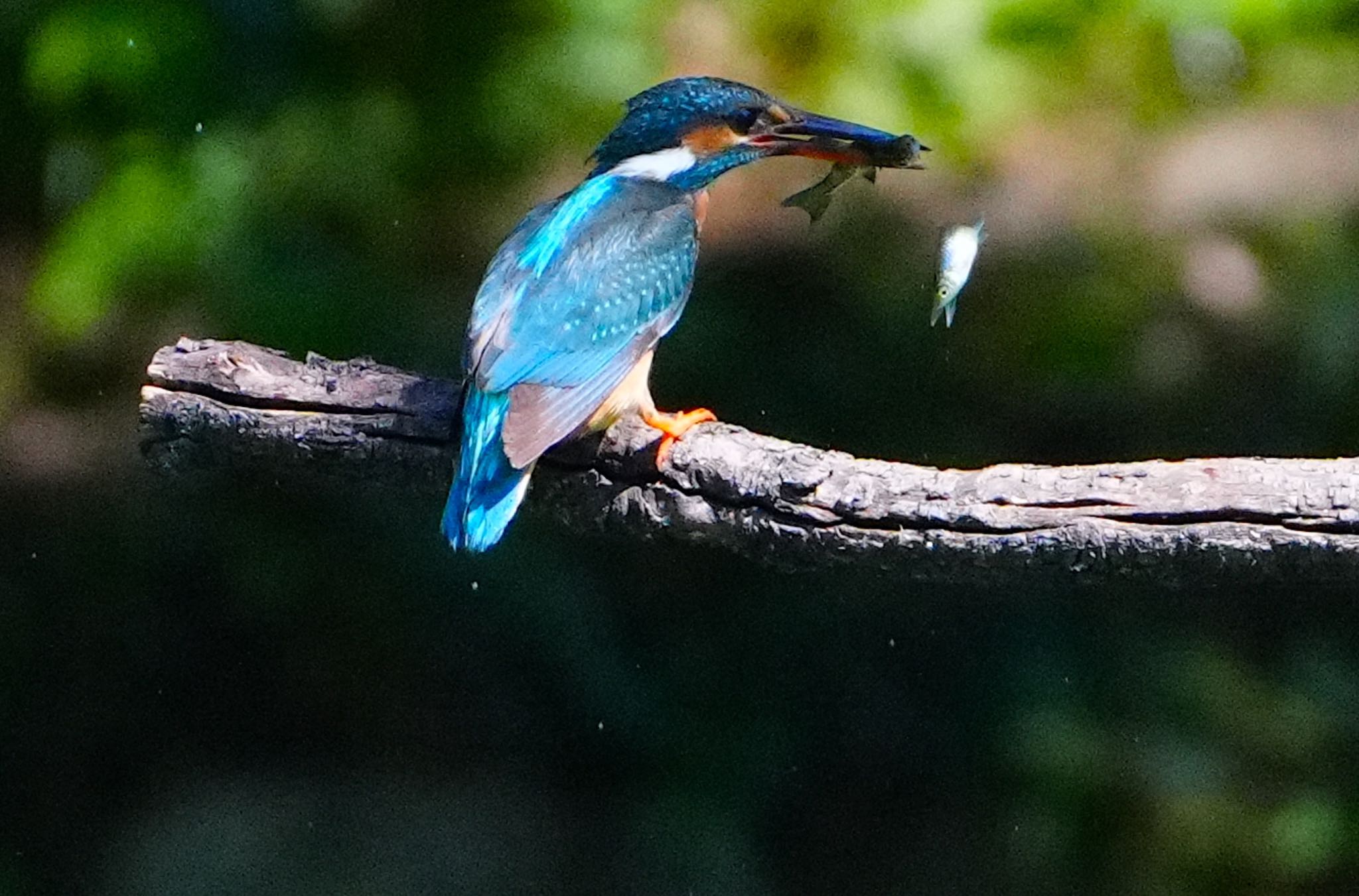 カワセミ