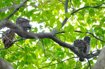 2023年7月19日(水) 梶無神社の野鳥観察記録