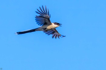 Azure-winged Magpie 鶴見川 Mon, 7/17/2023