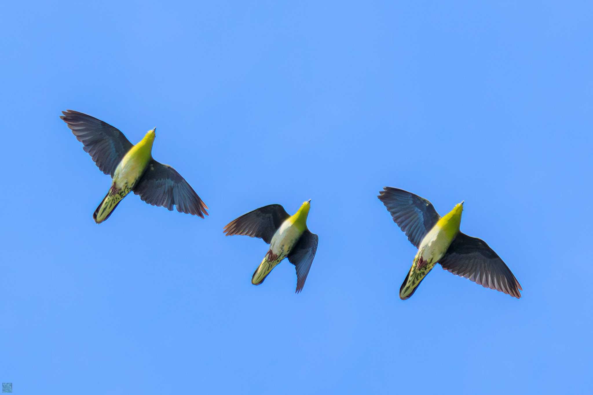 Photo of White-bellied Green Pigeon at Terugasaki Beach by d3_plus