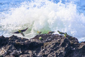 アオバト 大磯照ヶ崎海岸 2023年7月17日(月)