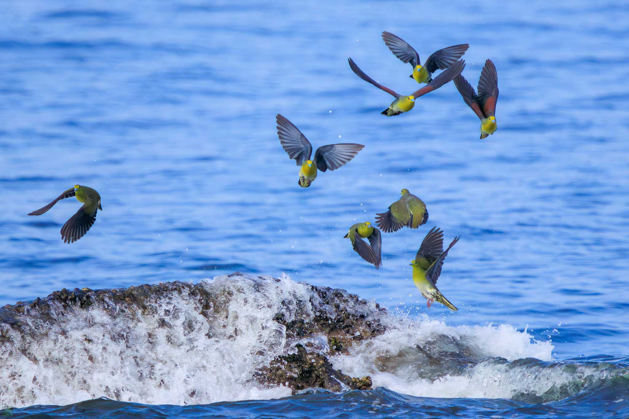 Photo of White-bellied Green Pigeon at Terugasaki Beach by d3_plus