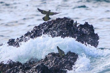 アオバト 大磯照ヶ崎海岸 2023年7月17日(月)