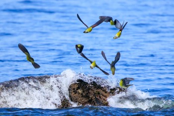 アオバト 大磯照ヶ崎海岸 2023年7月17日(月)