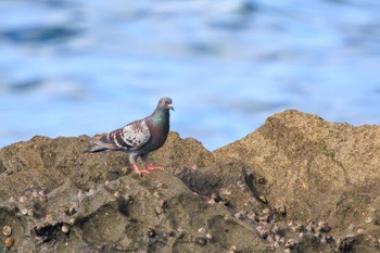 Rock Dove Terugasaki Beach Mon, 7/17/2023