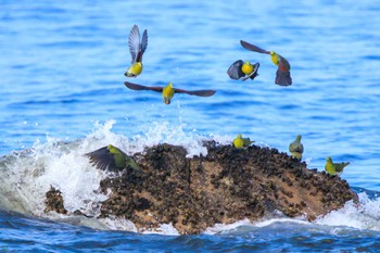 アオバト 大磯照ヶ崎海岸 2023年7月17日(月)