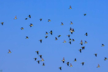 アオバト 大磯照ヶ崎海岸 2023年7月17日(月)