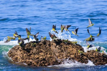 アオバト 大磯照ヶ崎海岸 2023年7月17日(月)