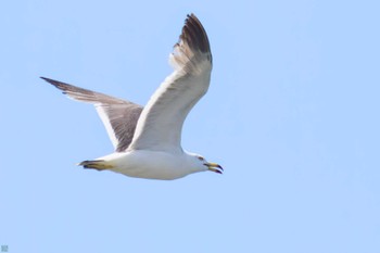 Black-tailed Gull Terugasaki Beach Mon, 7/17/2023