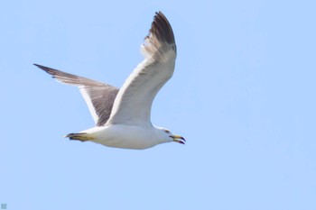 ウミネコ 大磯照ヶ崎海岸 2023年7月17日(月)