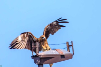 Black Kite Terugasaki Beach Mon, 7/17/2023