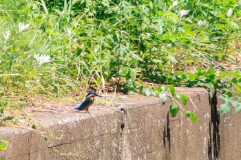 カワセミ 大磯照ヶ崎海岸 2023年7月17日(月)