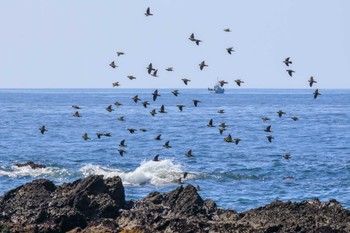 アオバト 大磯照ヶ崎海岸 2023年7月17日(月)