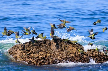 アオバト 大磯照ヶ崎海岸 2023年7月17日(月)