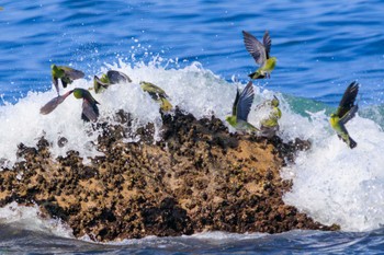 2023年7月17日(月) 大磯照ヶ崎海岸の野鳥観察記録