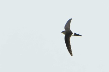 Pacific Swift Shunkunitai Fri, 6/16/2023