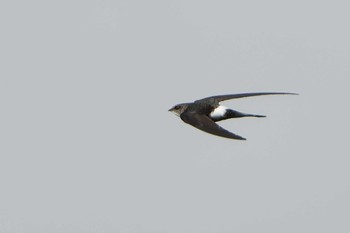 Pacific Swift Shunkunitai Fri, 6/16/2023