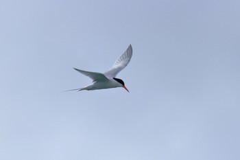 Roseate Tern 沖縄県糸満市 Tue, 7/17/2018