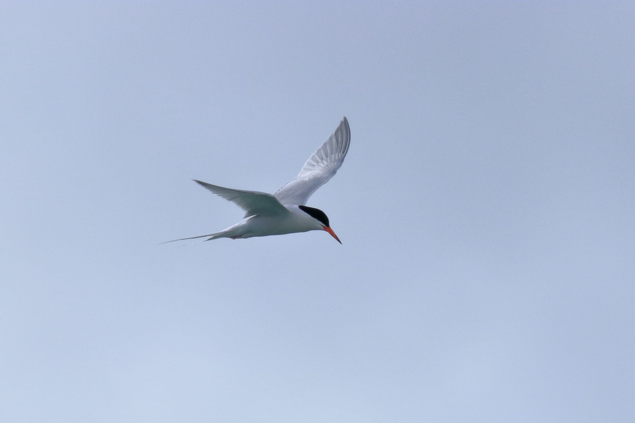 Photo of Roseate Tern at 沖縄県糸満市 by Zakky