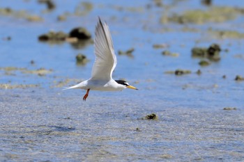 Little Tern 米須海岸 Mon, 7/9/2018