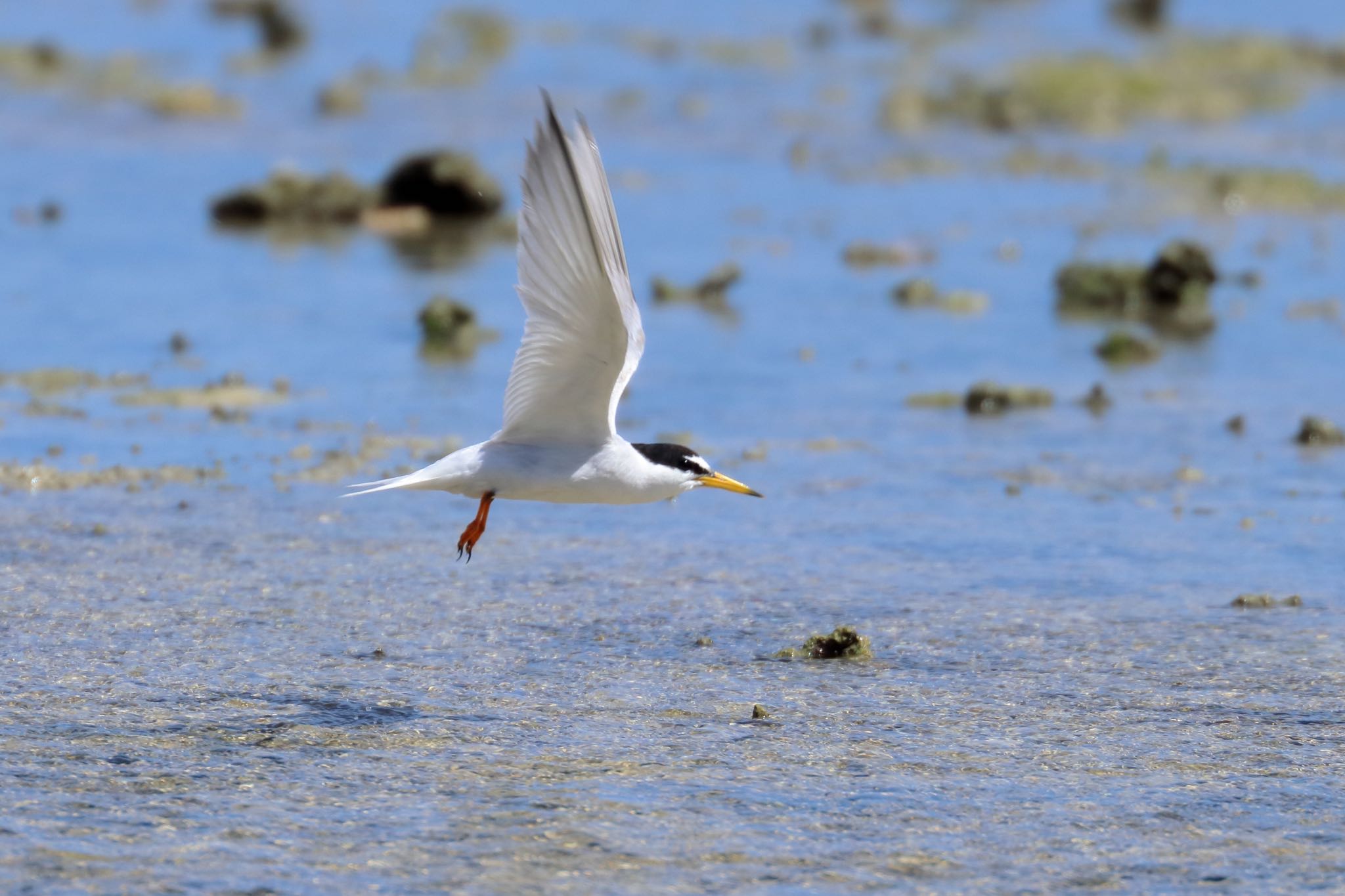 Photo of Little Tern at 米須海岸 by Zakky