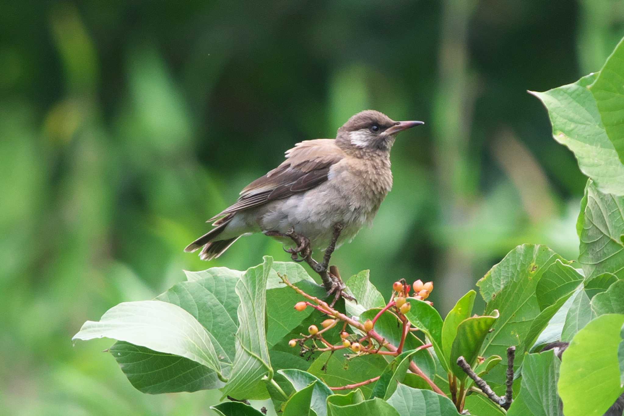 White-cheeked Starling